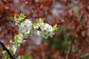 Fiori di pruno [byLAO]