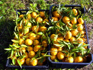 482078451_687022543651283_4363216162126471261_n