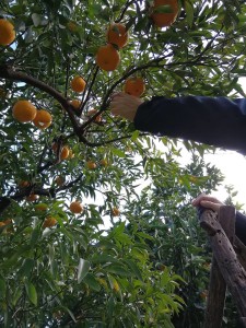 83108487_2484046878373596_7731595243434278912_n