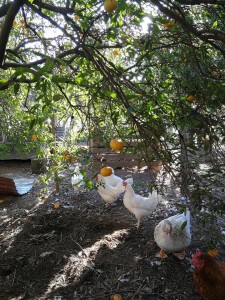 83163338_2484045795040371_3964109322190848000_n