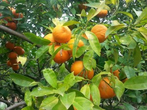 83909828_2484046011707016_8327039476308115456_n