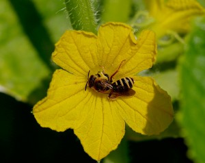 Ape su fiore di zucca [byNappo]