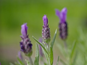 Lavanda [byNappo]