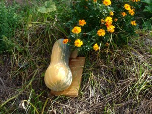 Zucca sinergica