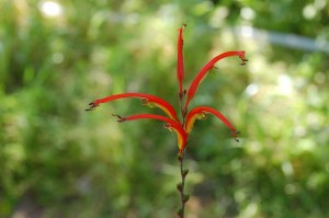 tipo heliconia  [byLAO]