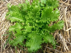 Insalata riccia