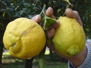 Limonii