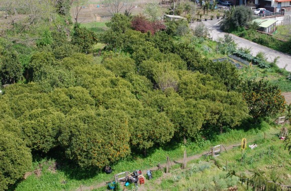 agrumeto panoramica