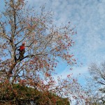 POTATURA IN TREE CLIMBING