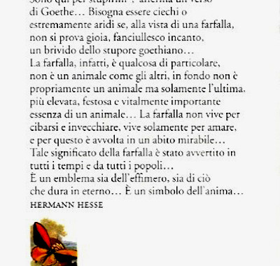 HESSE-H-farfalle2