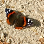 FARFALLA VANESSA