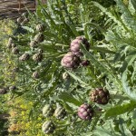 IMG_8337 - Copia - Copia - Copia