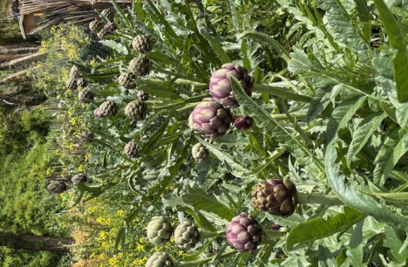 IMG_8337 - Copia - Copia - Copia